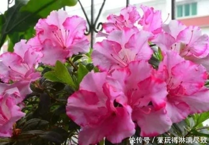 杜鹃杜鹃花|几款植物堪称懒人花,花期长易打理,盛开时繁花似锦,美轮美奂