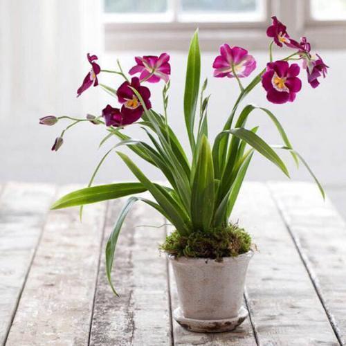 兰花|养兰花时,浇水后多“走1步”,兰花不再黄叶,反而新叶爆满盆