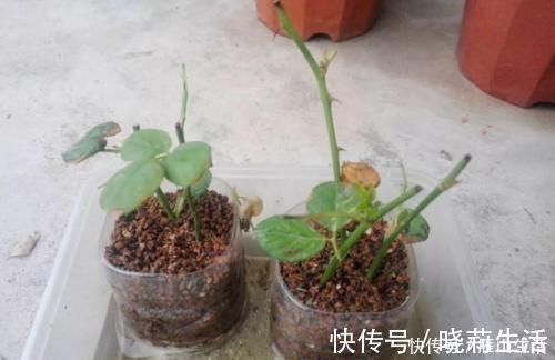 花卉|怎么调节、疏松土壤？巧用这2样，植物长势可轻松得到改善