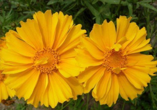 4种花是懒人的最爱,有阳光就爆盆,名字也是超好听的