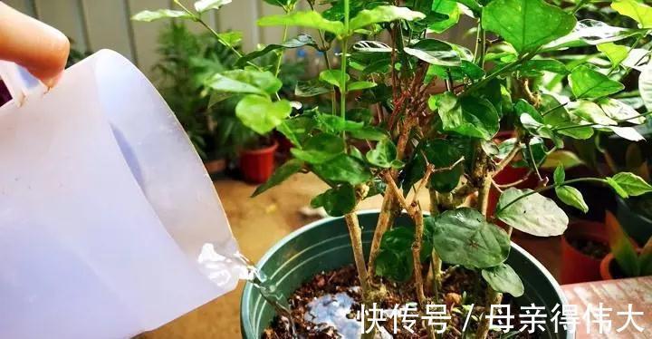 肥料|养花牢记“3口诀”，啥花都能养好，阳台变花园，四季花不败