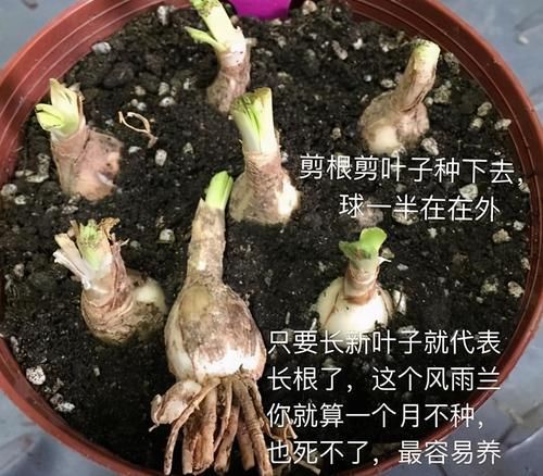 栽种|便宜的风雨兰，3月种一盆，花满盆，球满盆，一开花大半年