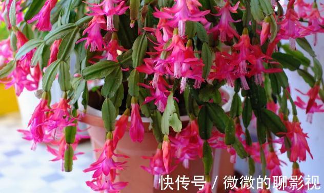 腊梅|9种花是“冷性子”，温度越高，开花越差，冻冻才能长势好