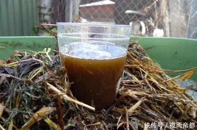 叶子|给盆栽花卉喂点这种肥水，一年四季生机勃勃，还能防病虫害