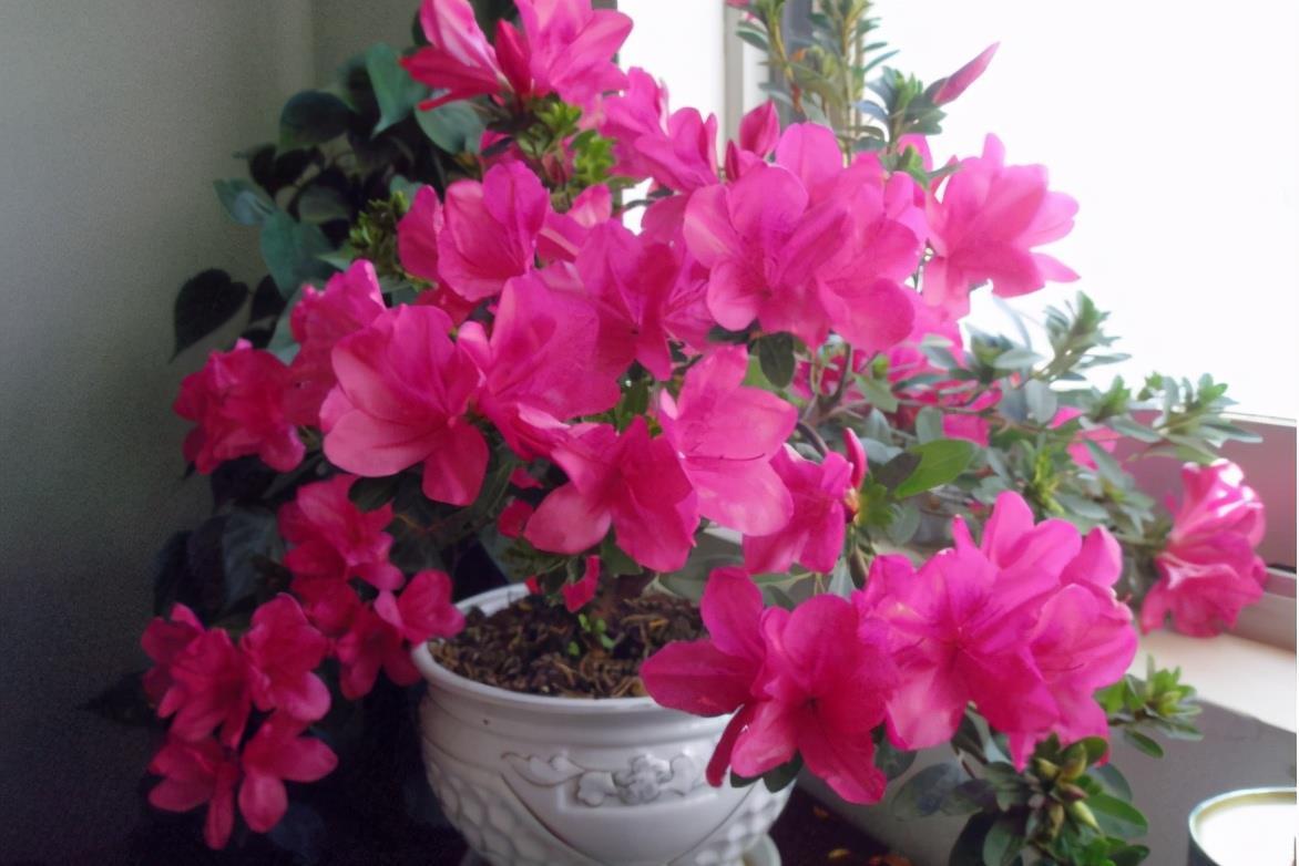 家有“3样废物”养花不用买肥料,知道为什么、该怎么用吗?