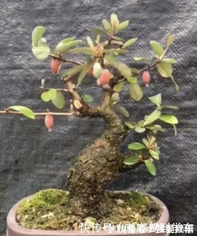 满山都是“羊奶果”,不能错过的盆景树种,做成盆景别具一格!