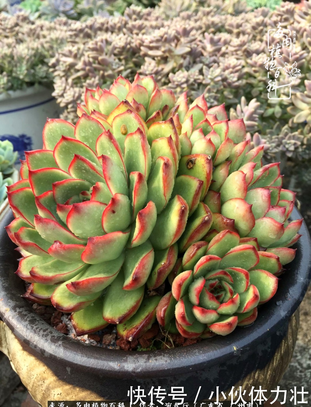 多肉植物|为肉钟情:楼顶上的多肉!