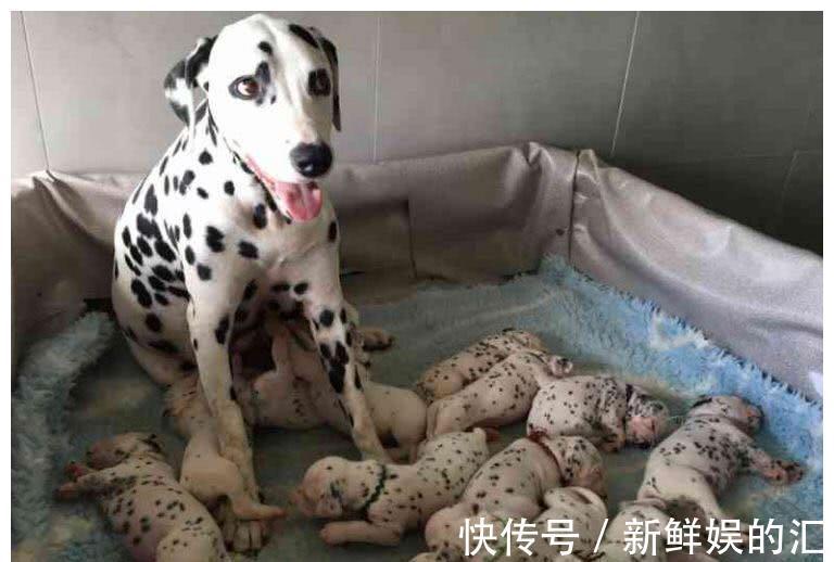 骨缝|为何动物生育后代如此轻松,而人类分娩时却疼得那么撕心裂肺?