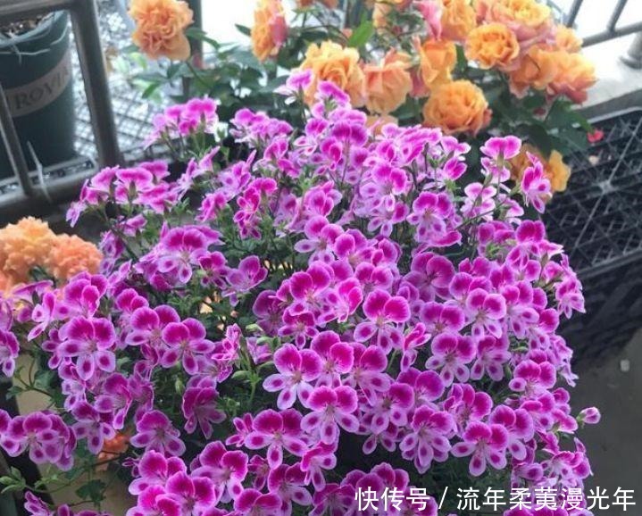 最受欢迎的“4种花”,开花漂亮又好养,四季繁花似锦,姿色艳丽