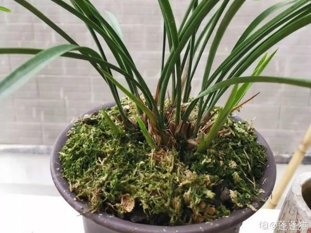 家里养盆虎皮兰，小花盆、挤着养，疯狂开花爆小崽！