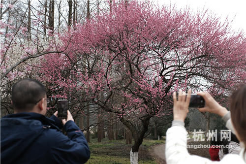 巢湖|留杭过年 灵峰赏梅（组图）