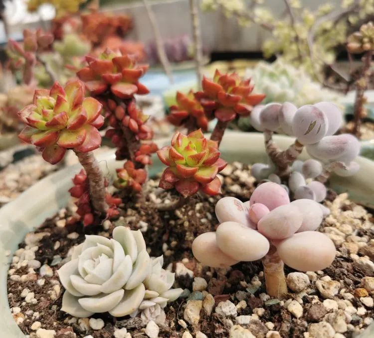 黛比|佛系养肉人生活明朗，多肉可爱，唯适者生存！