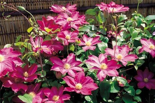 春天|一到春天,疯花3354铁莲,天气变暖,就长成花墙,比玫瑰更漂亮