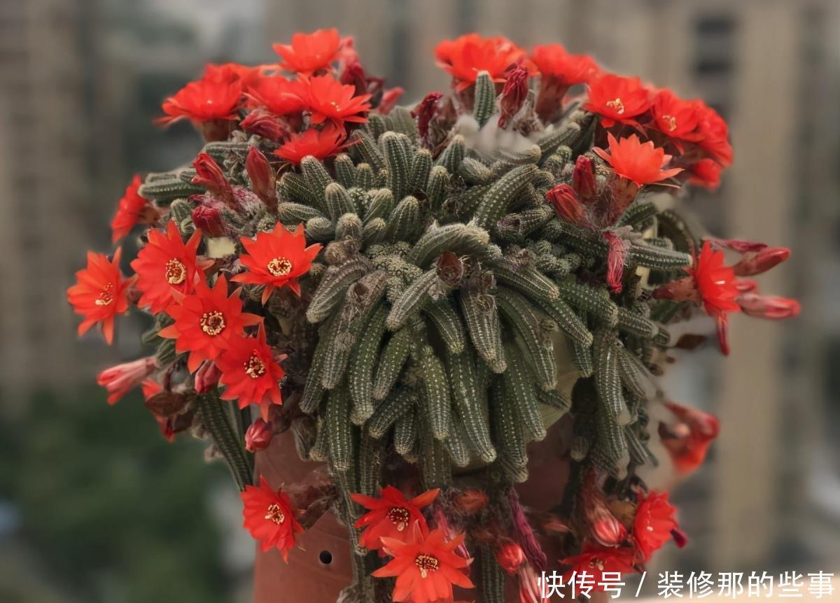 干旱|耐干旱的3种小盆栽,不用浇水不用管,养着养着就泛滥了