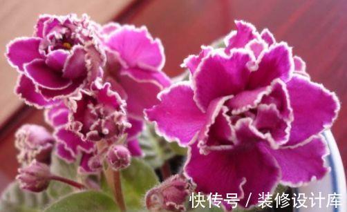 打理|农历7月14号起，最适合养这些花，花期长易打理，庭院变花海