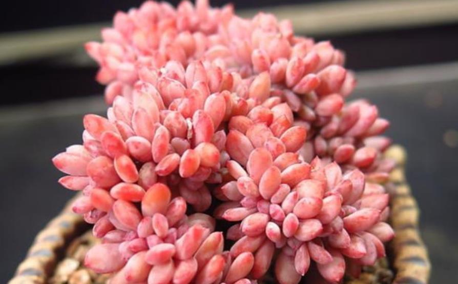 肥厚|7月养盆秋之霜，名字凉爽养护简单，35℃照样红彤彤，养的人不多