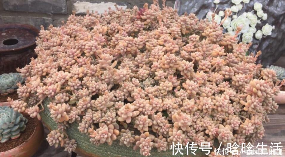 浇水|呼声最高的新人盆栽多肉,养殖期间注意此3点才不出问题