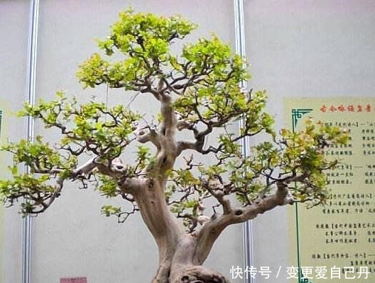 家养这“4种盆景”,叶片长青、福泽不息,吉祥健康,有钱人爱养!