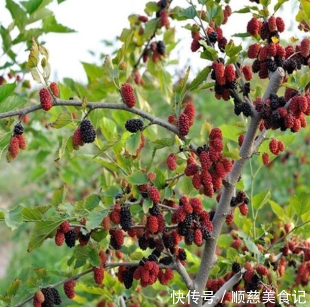 郑板桥|古人说的:“五树进宅,人穷家败”,是指哪5种树,为何不能栽?
