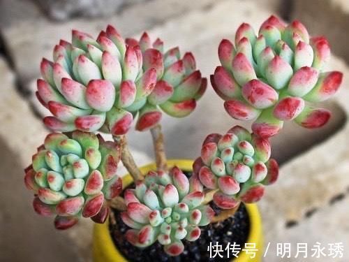 阳台党|这6款多肉被花友捧得很高,其实并不适合阳台党,尤其是最后两种