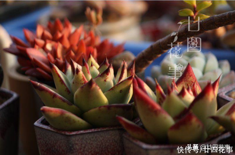 浇水|三伏天养多肉,要面临“3关”,闯过去美成仙肉,闯不过去收空盆