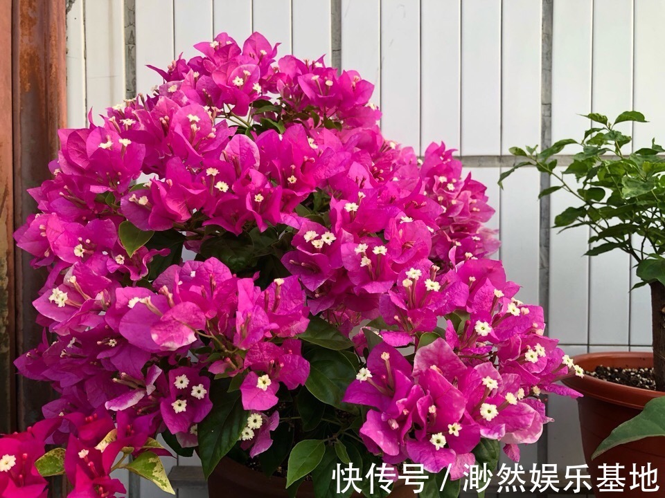花苞|刚买的栀子花,养护“别大意”,一盆水浇下去,花苞全落地!