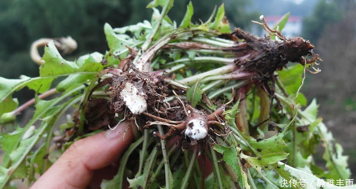 养肝|蒲公英是“天然消防员”,排肝毒、降肝火,但4类人要主动拒绝