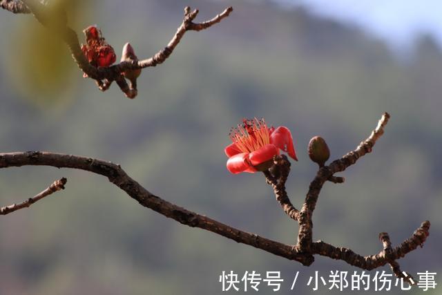 黄金万两|富贵在天, 生死由命(拼了)