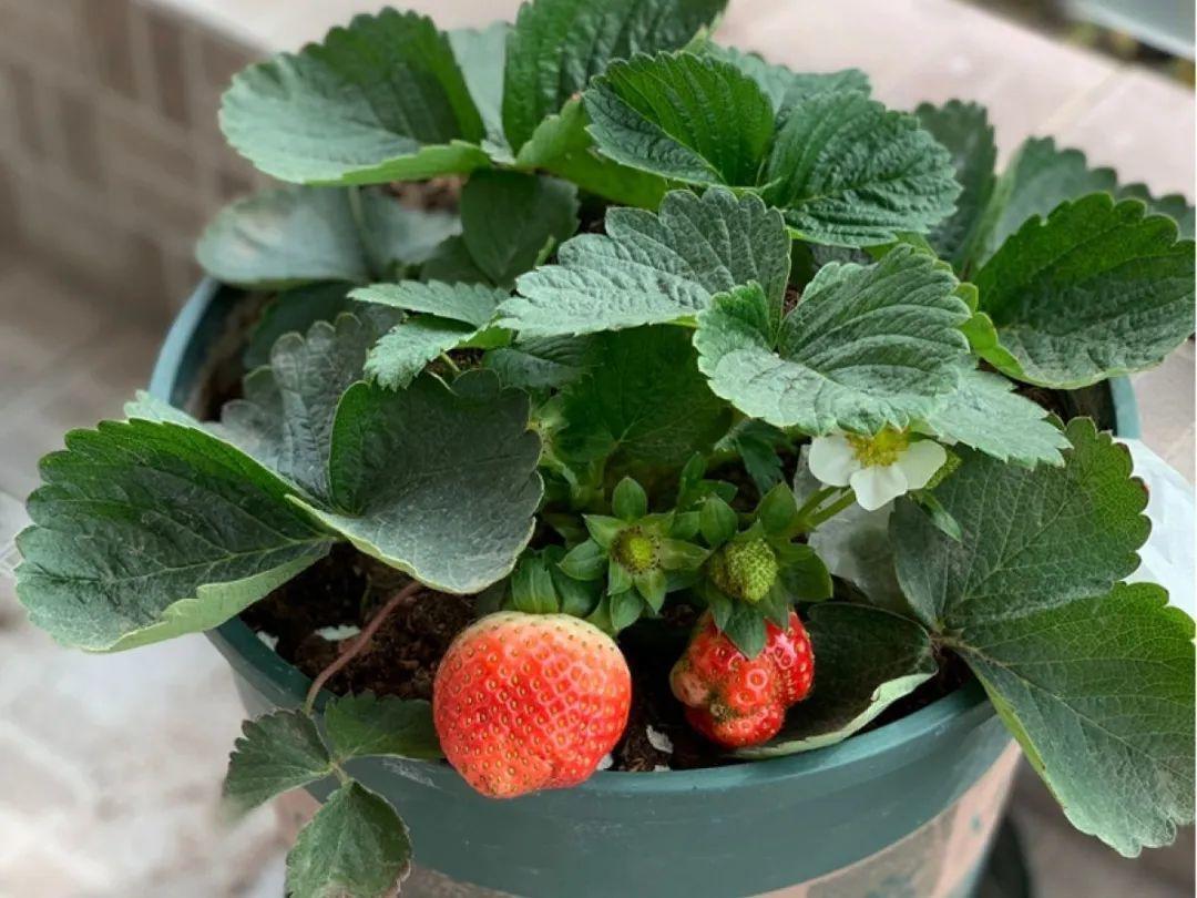 阳台养这10种菜,长得快、结果多,全家都够吃!