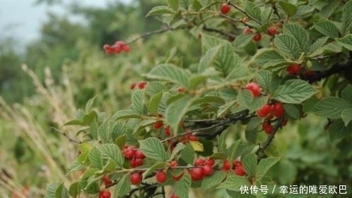 白樱桃|这种蕴含乡土气息的野果,不仅能补中益气,还是榨油的好材料