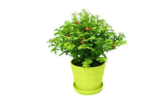 浇水|红豆杉这么养才能长得快,红红的果实挂满枝头!