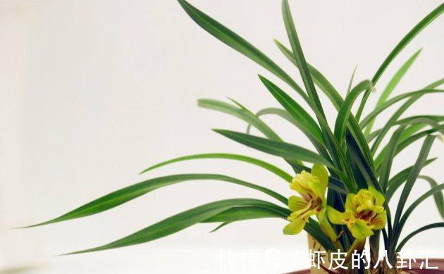 叶子|兰花病害防治兰花叶子发黑的三大原因以及处理方法