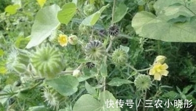 清热利湿|农村生长的一种野草，城里很少见，能入药治病，能清热利湿