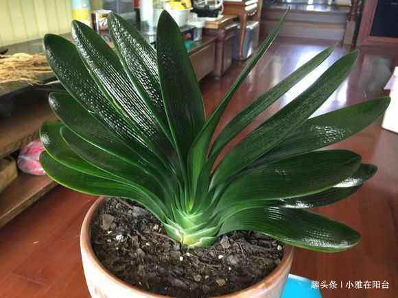 君子兰用啤酒擦叶，要注意“一点”，叶更绿更亮，花更大更艳！