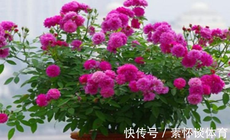 爆盆|家养此款花卉,开花勤爱爆盆,花儿轻松开爆盆,适合阳台盆栽