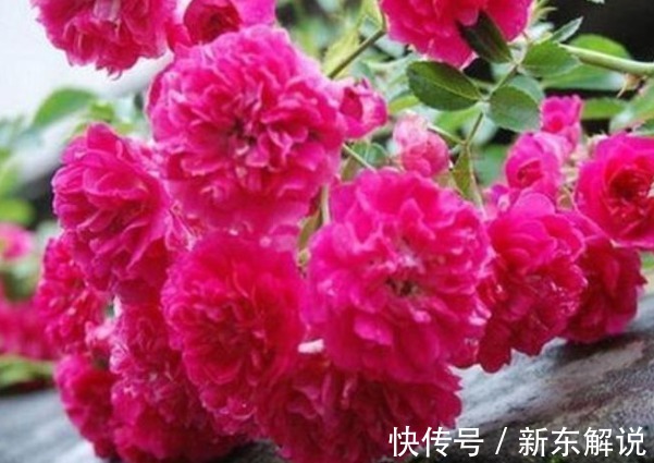 在家中养护花卉,就选颜值高,开花多,花香四溢,香飘十里的花卉