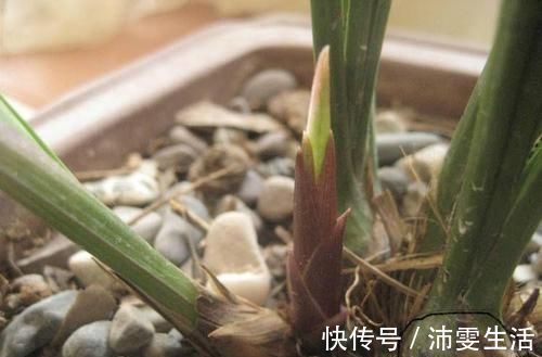 杜鹃|花盆太深真要命，长寿君子兰养1盆死1盆，赶紧换！