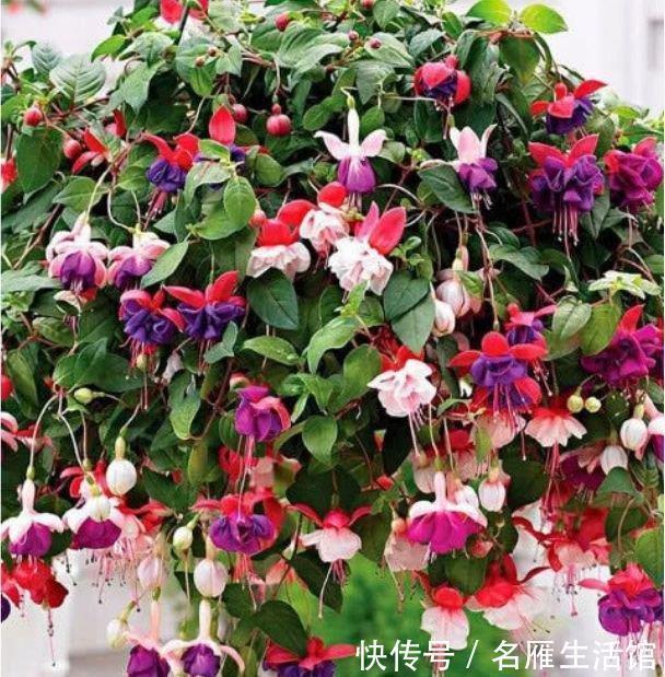 花朵|养花就养4种花,家里养一盆,迷人的花朵,开满整个花盆