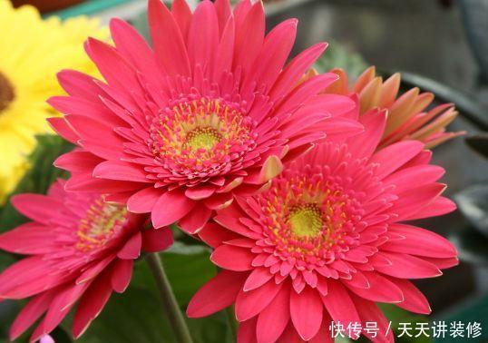 养花|农历5月11日开始,养花养个耐看的,不管也疯长,开花一茬接一茬