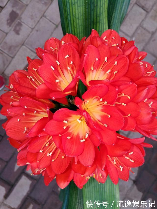 金枝玉叶|7种“富贵花”能活一百年,越养越值钱,家里的“摇钱树”