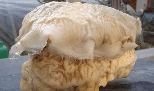 庐山@中国“太岁”是什么物种?揭开太岁的庐山真面目,你想都想不到