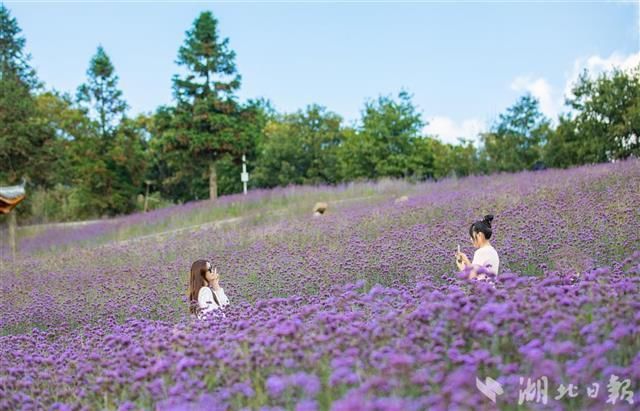 巴东|巴东野三关高山森林花海醉游人