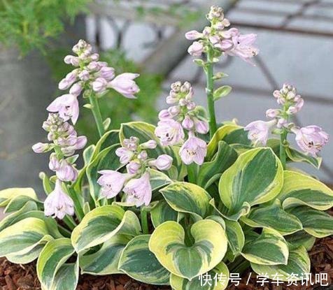 4种花很耐阴,光照弱也能开爆盆,非常值得拥有!