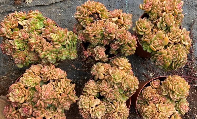 普货多肉不普通，选这3样盆栽成老桩，比贵货还受人欢迎