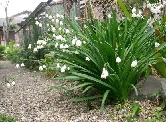 未来一个月,9种花就是抢手货,不养亏大了!