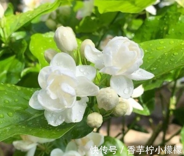 养花就养这几款,全年开花不停,比牡丹美,比绿萝好养!