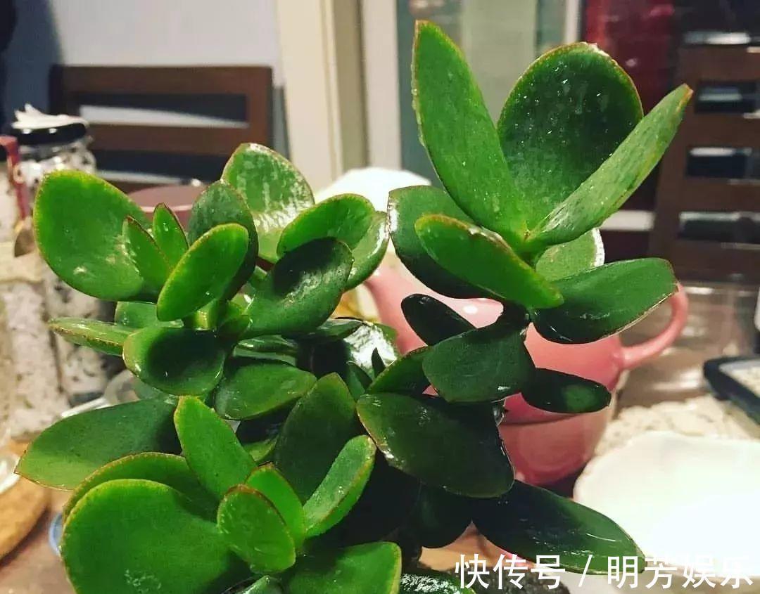 养花新手,就扦插这4种花,长根快成活快,越养越多颜值超高