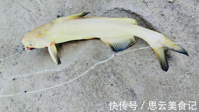 黄河|黄河水位大降，钓鱼人探钓黄河滩，“野货”真不少