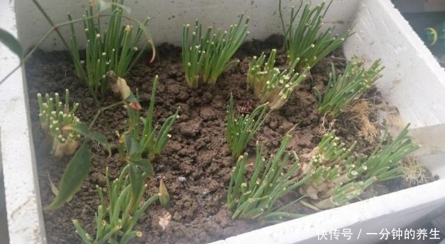 花盆种葱很简单,用1个技巧,一年四季郁郁葱葱,种阳台随吃随摘!