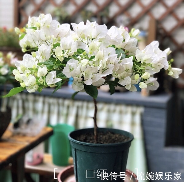 爆盆|喜欢三角梅“花朵爆盆”，首选8个品种，养护记住4个“小技巧”